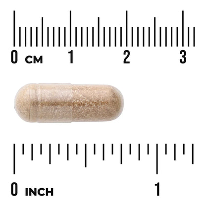 Lung Glandular