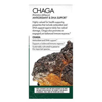 Chaga