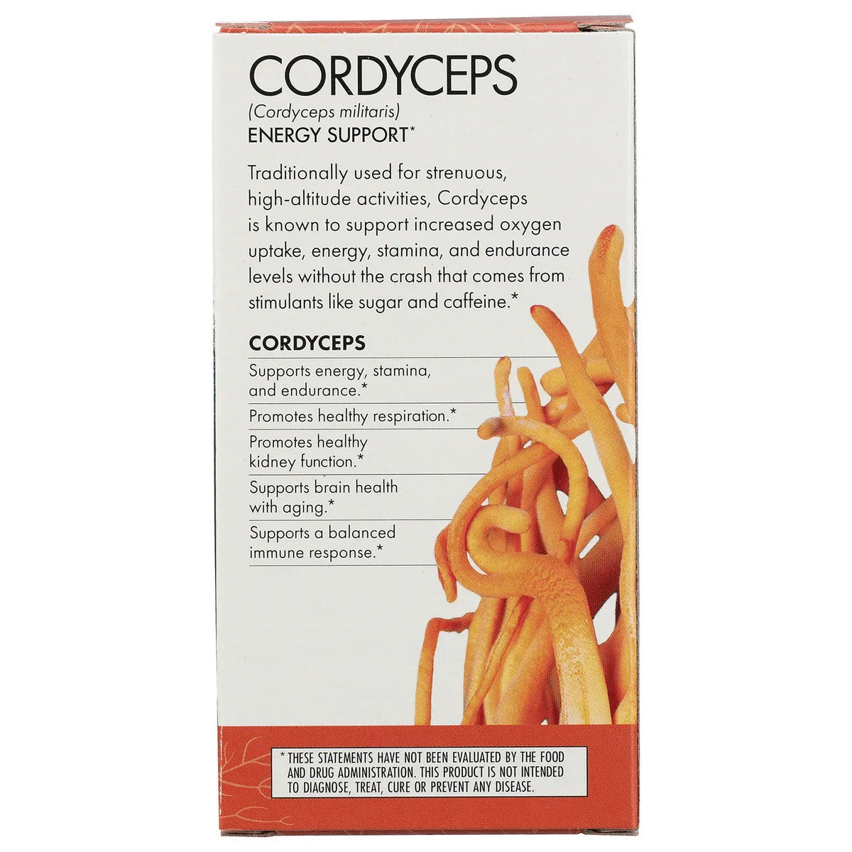 Cordyceps